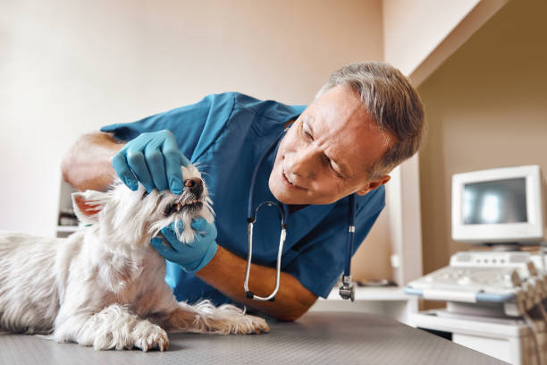 Best Emergency Dentist for Knocked-Out Tooth in USA